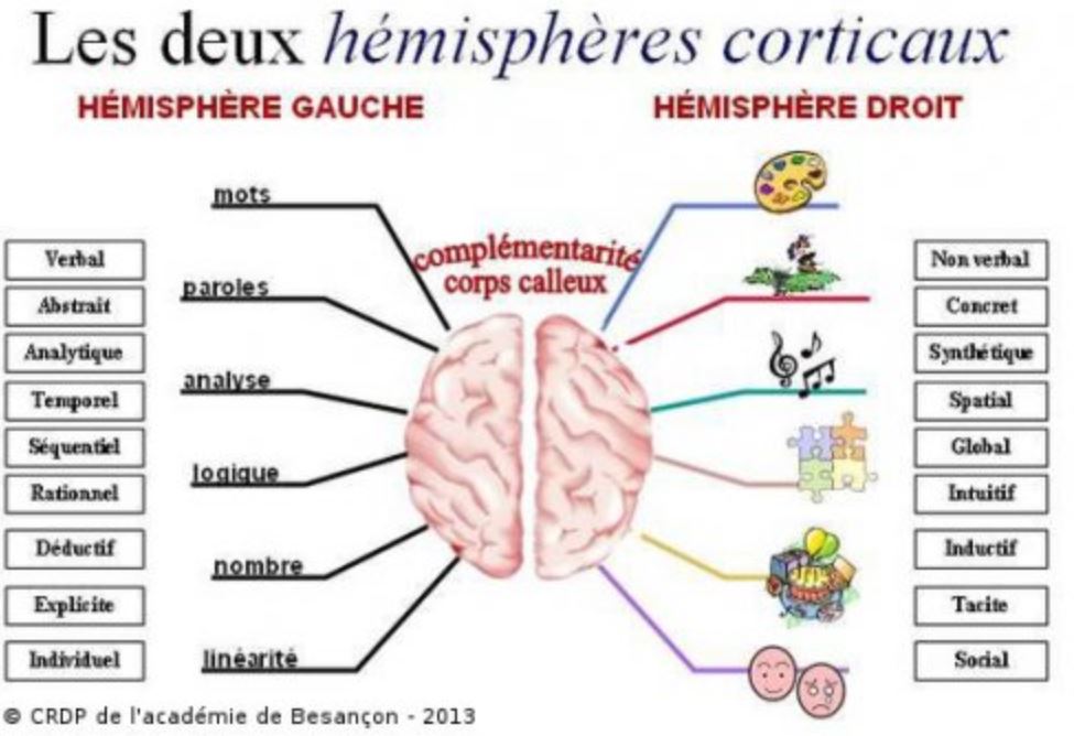 hémisphères cérébraux